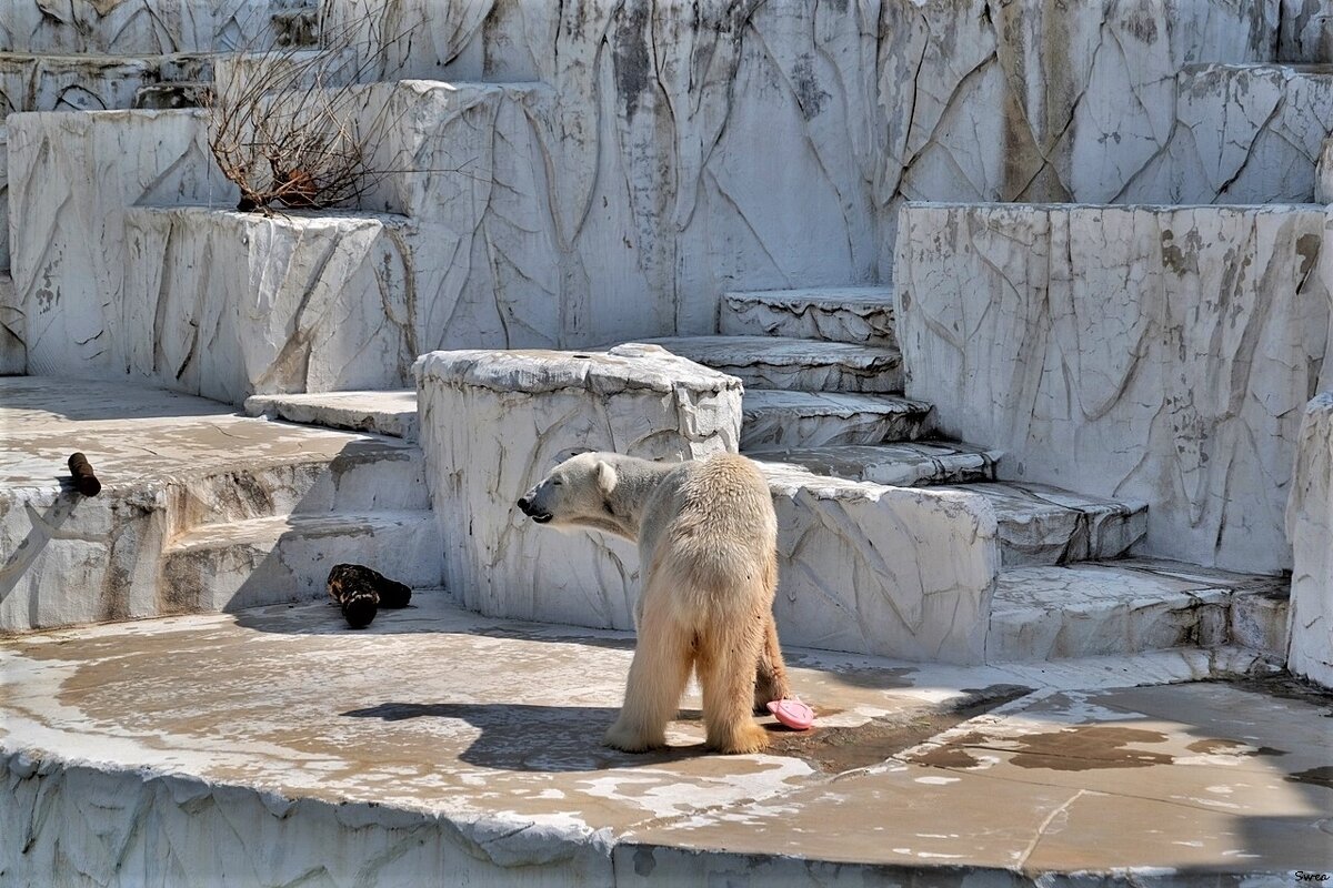 Зоопарк Нагоя Higashiyama Zoo Япония - wea *