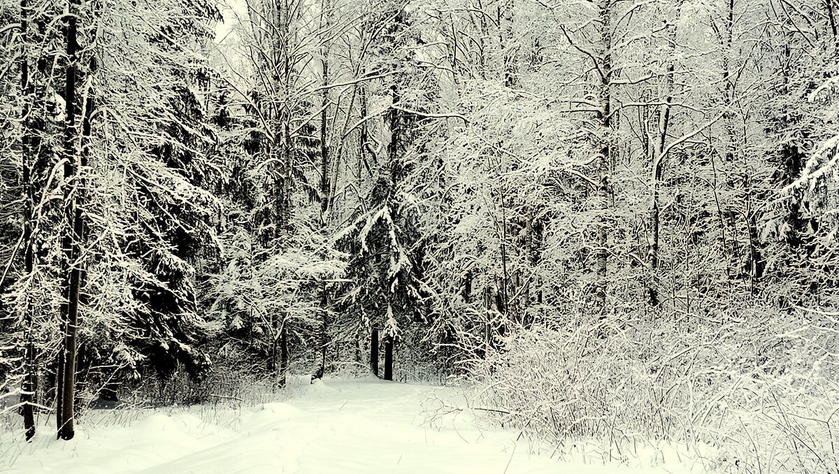 В парке прошёл снег - Сергей 