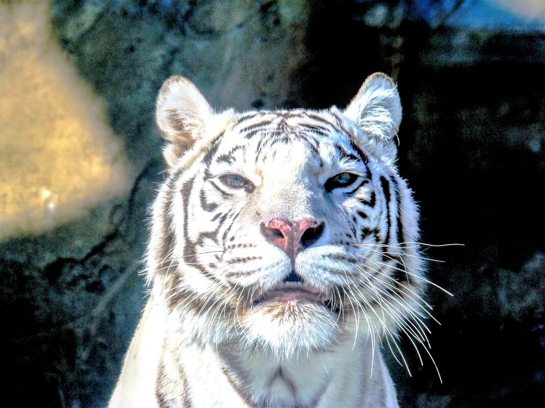 Белый тигр - Анатолий Колосов