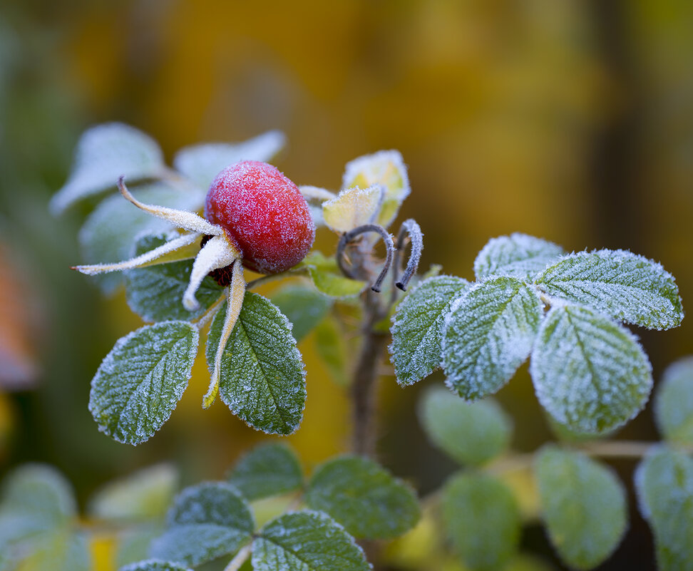 frost - Zinovi Seniak