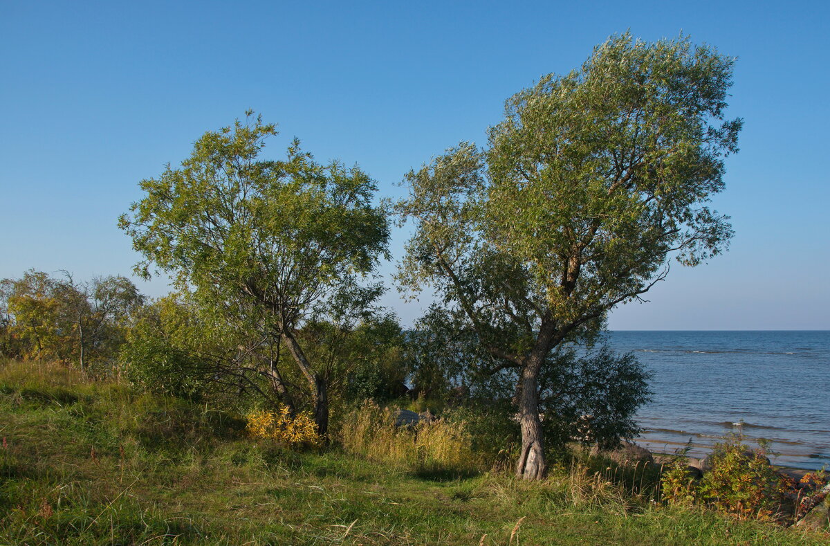 Пейзаж с деревьями - lady v.ekaterina