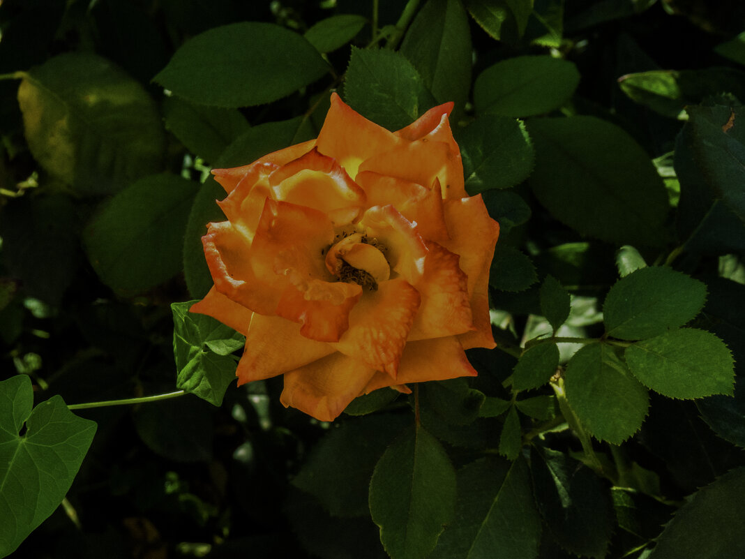 Оранжевая  роза - Валентин Семчишин