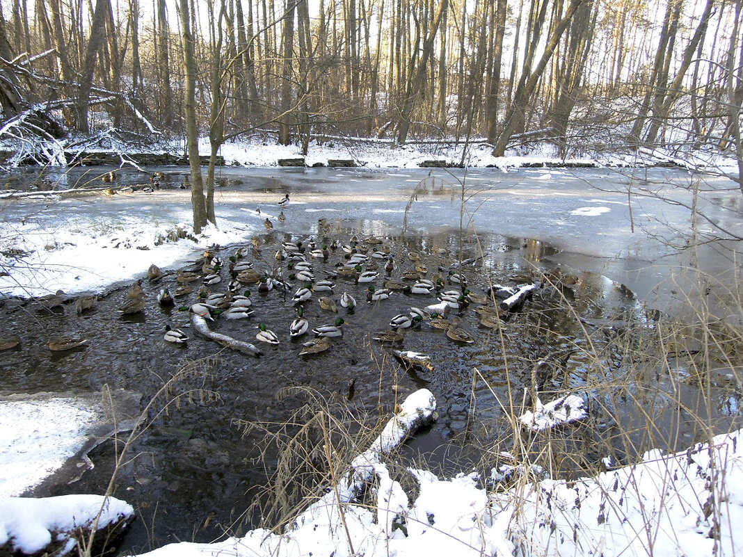 На лесном озере, в морозы, остаются полыньи для утиного выживания... - Тамара Бедай 