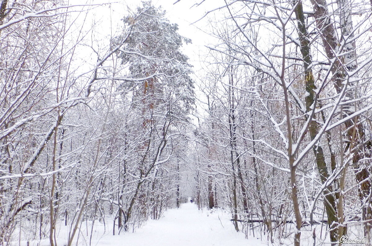 По лыжной трассе - прогуляться в лес - Raduzka (Надежда Веркина)