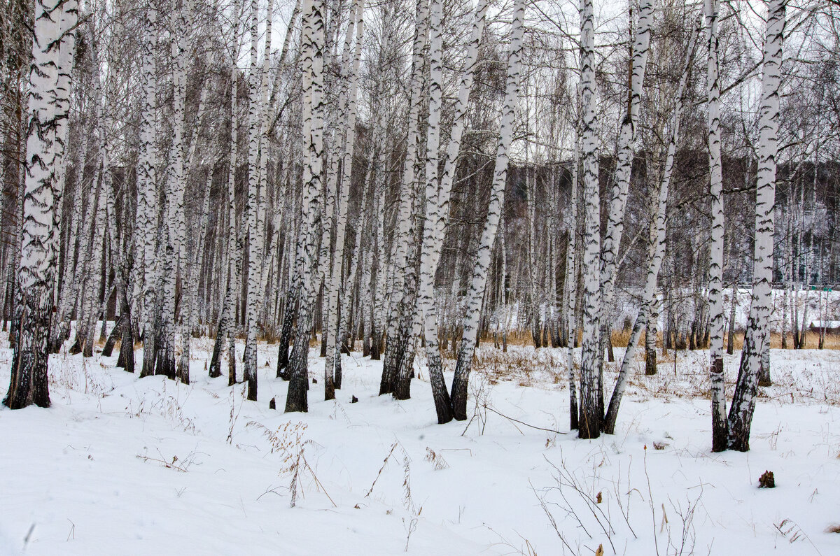 Зимний березовый лес - Вадим Басов