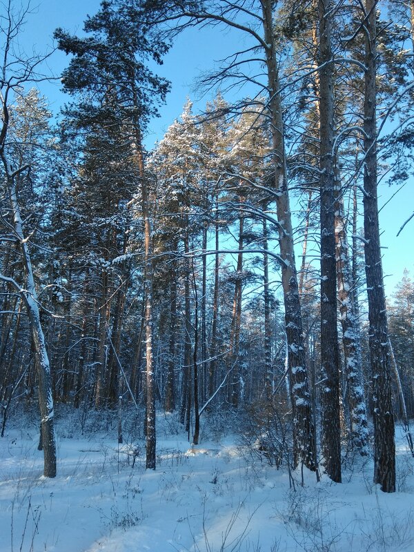 Лес в зимнем декоре - Стас Борискин (STArSphoto)