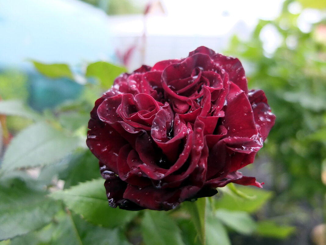 роза из моего сада - Лариса Терехова 