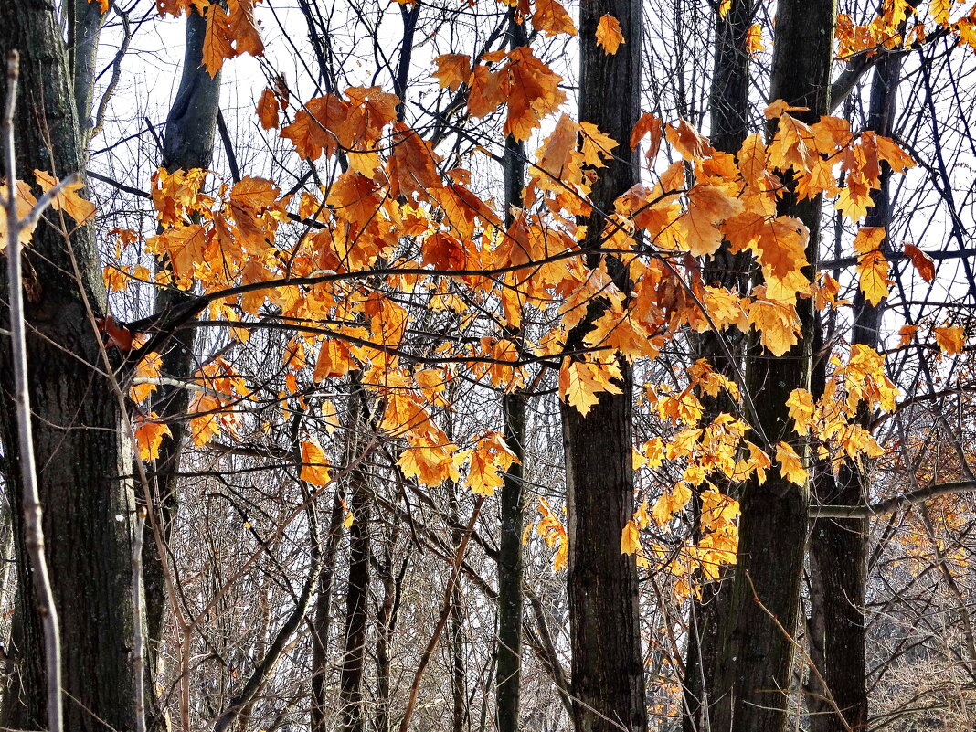 Осенние листья на зимнем ветру - Ivan Vodonos