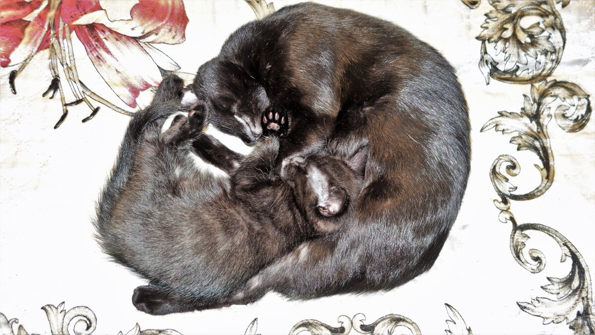 Материнство(наша кошечка Бася и её котёночек Принсик)... - Sergey Gordoff