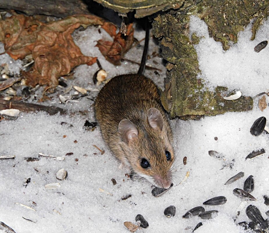 Малая лесная мышь - Лина 