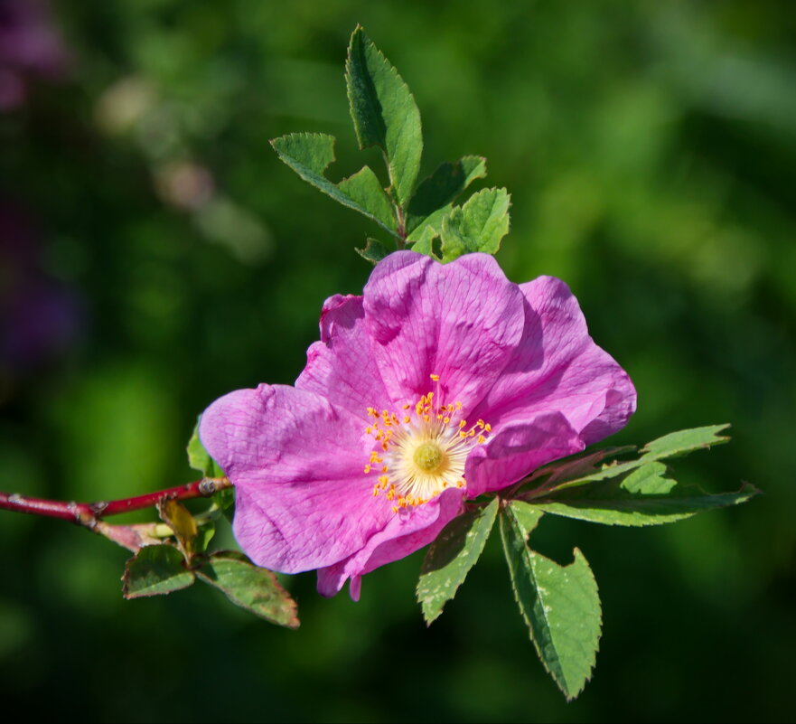 Цветок шиповника - lady v.ekaterina