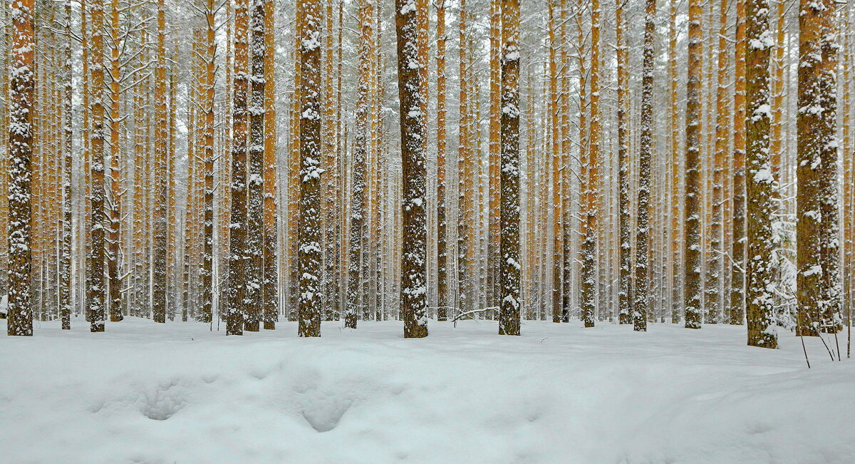 Снежно в зимнем бору ... - Andrey Bragin 
