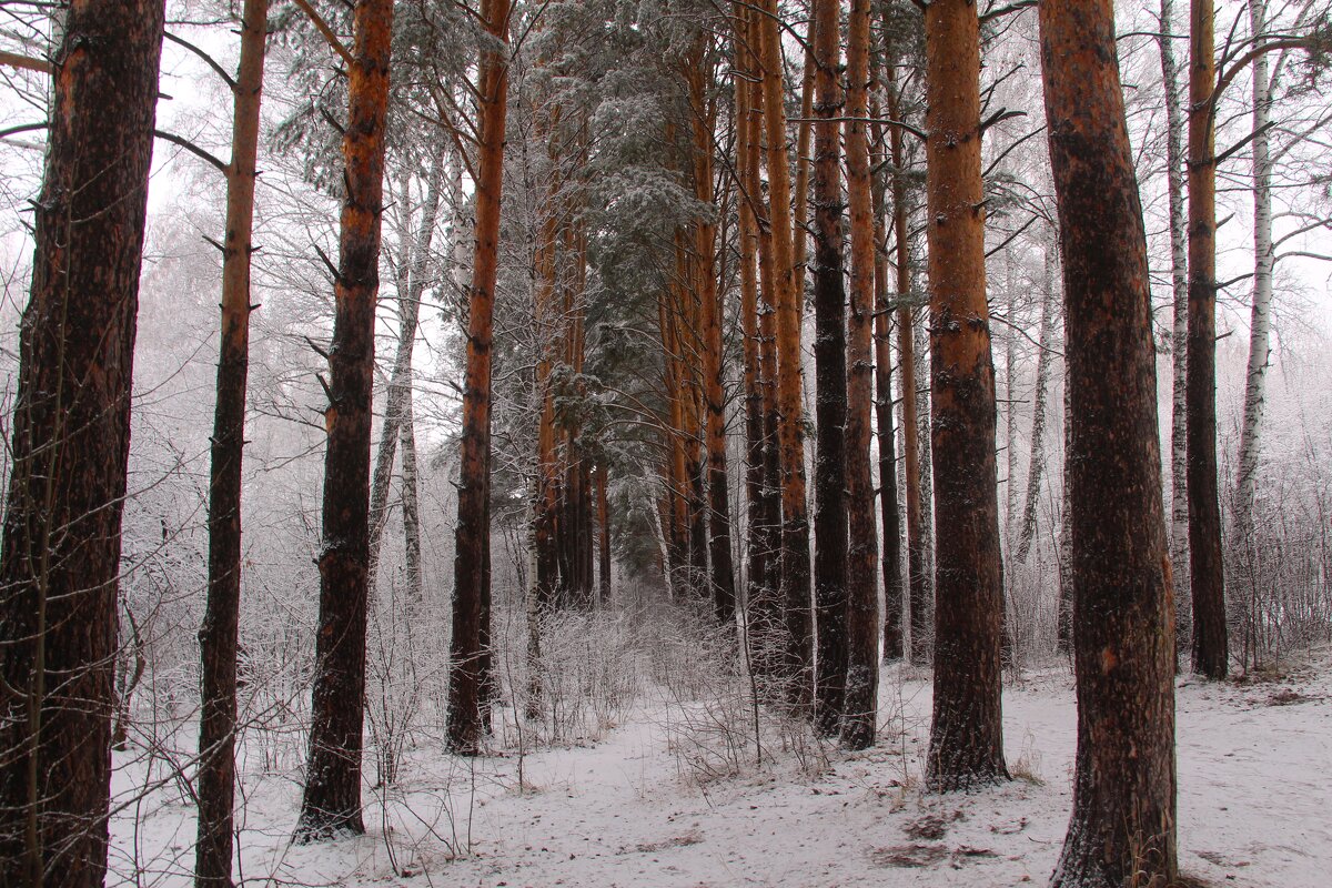 Прогулка в лесу - владимир тимошенко 