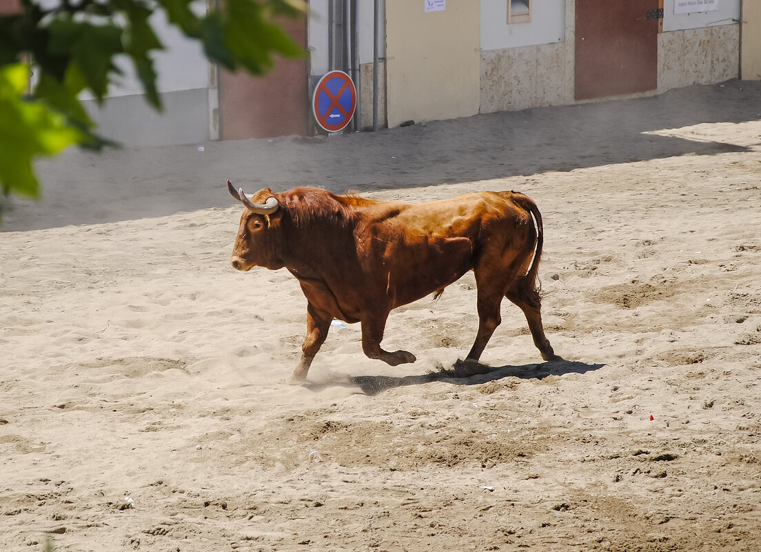Ларгада -отпускание быков не улицы города. - azambuja 