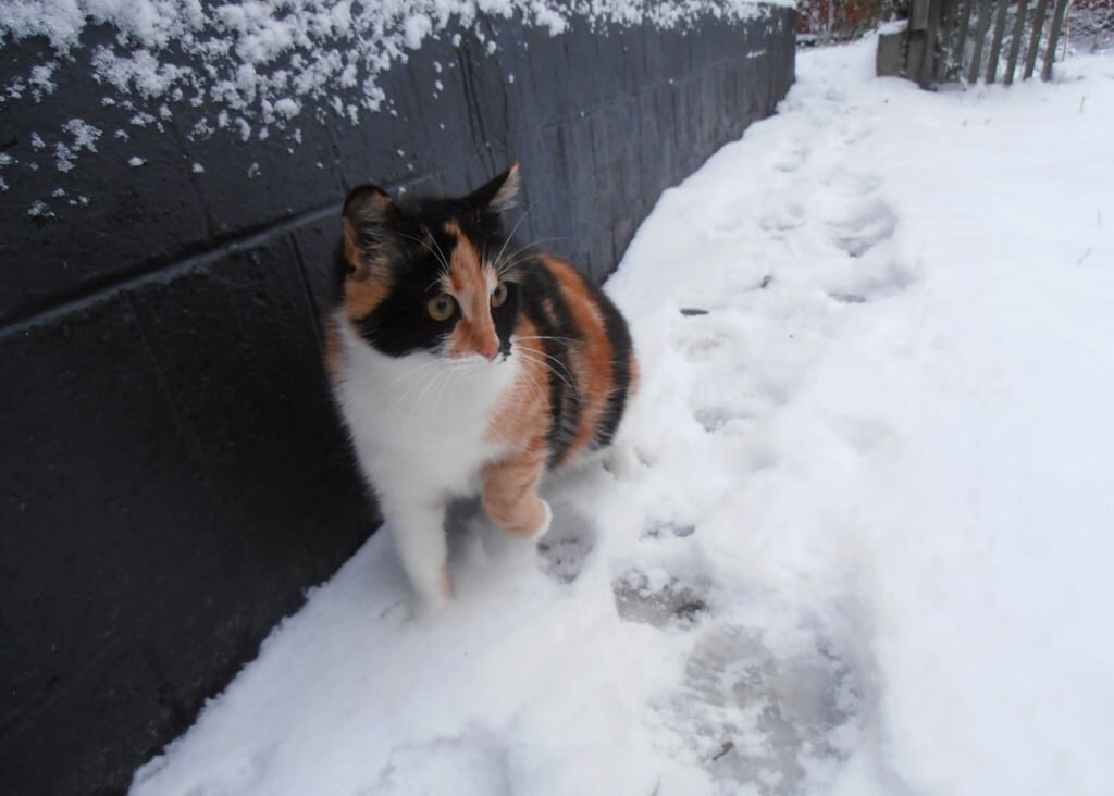 Бася впервые увидела снег :) - Наталья 