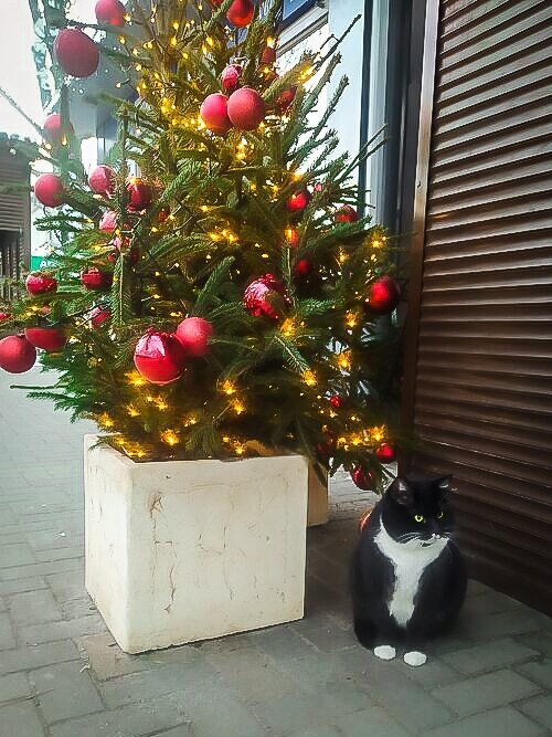 Новогодний кот - Евгения Коркунова