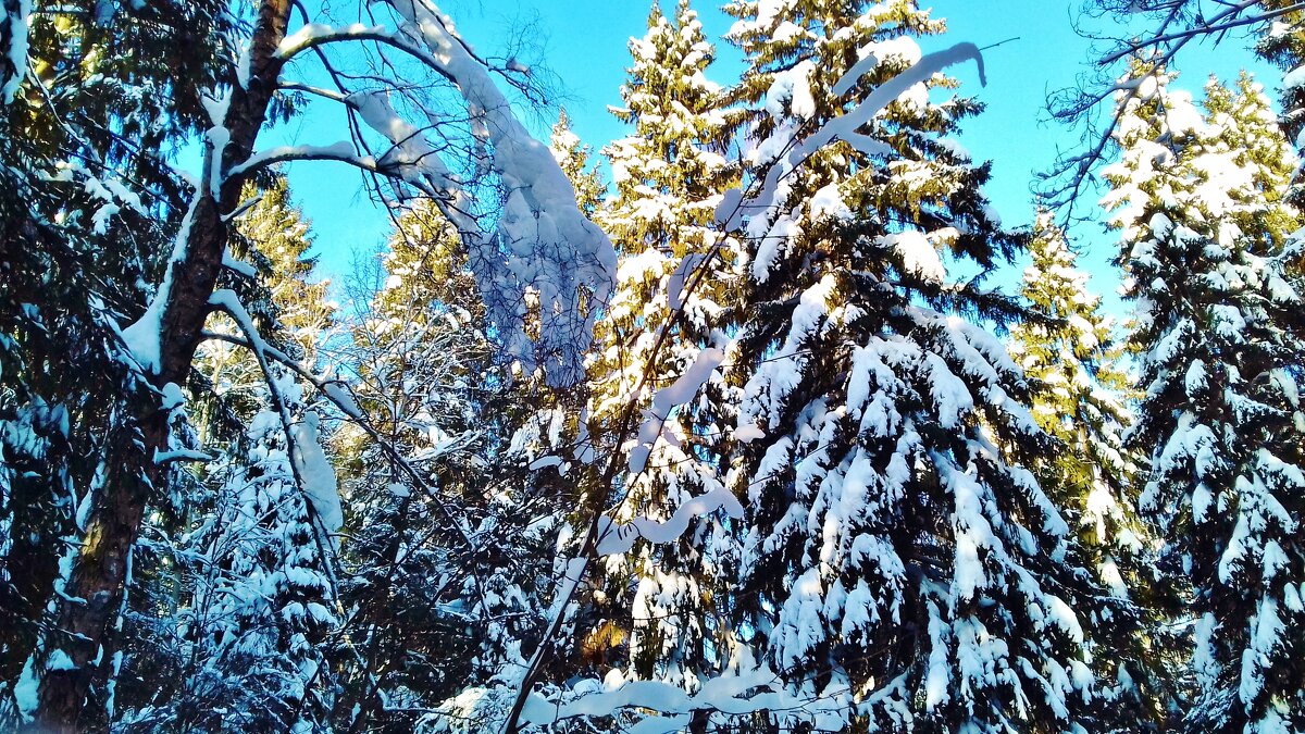 снег на елях - Владимир 