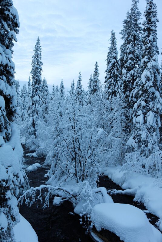 Зима в лапландском заповеднике - Ольга 