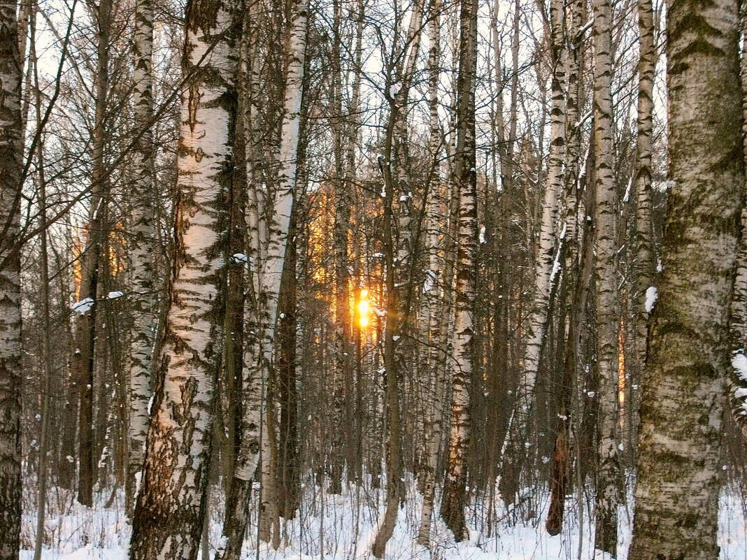 Запуталось солнце в берёзках... - Лия ☼