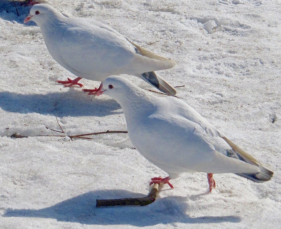 Белые голуби на  белом снегу - Вера Щукина