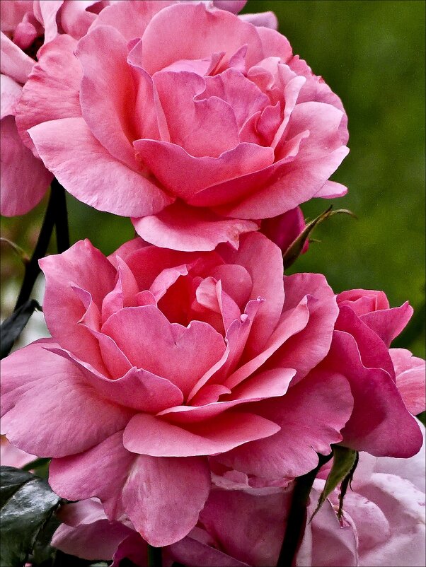 Розовые розы - Валентина *