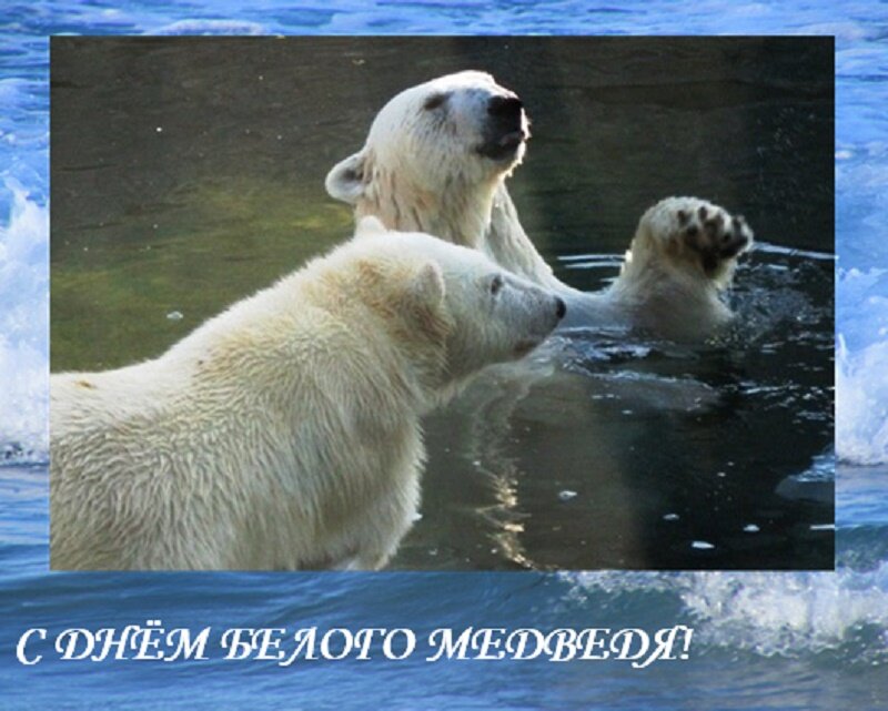 С Днём белого медведя! - Дмитрий Никитин