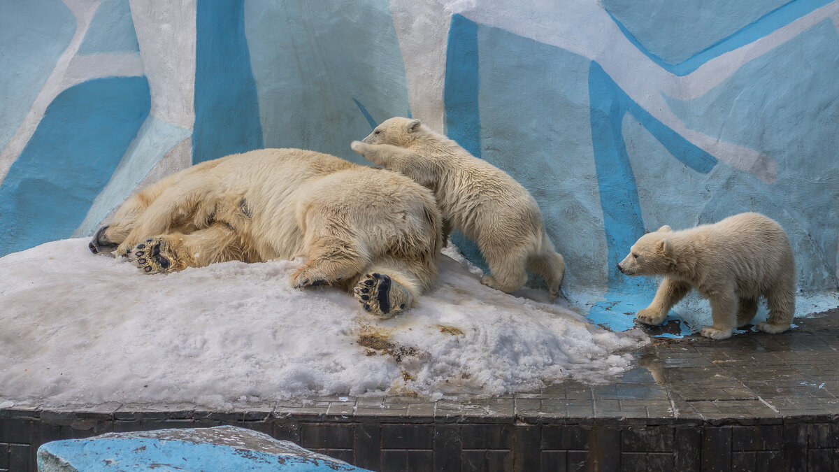 полярные медведи - аркадий 