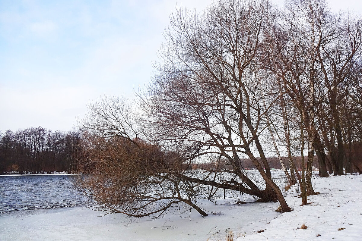 Деревья зимой. Озеро . - tamara 