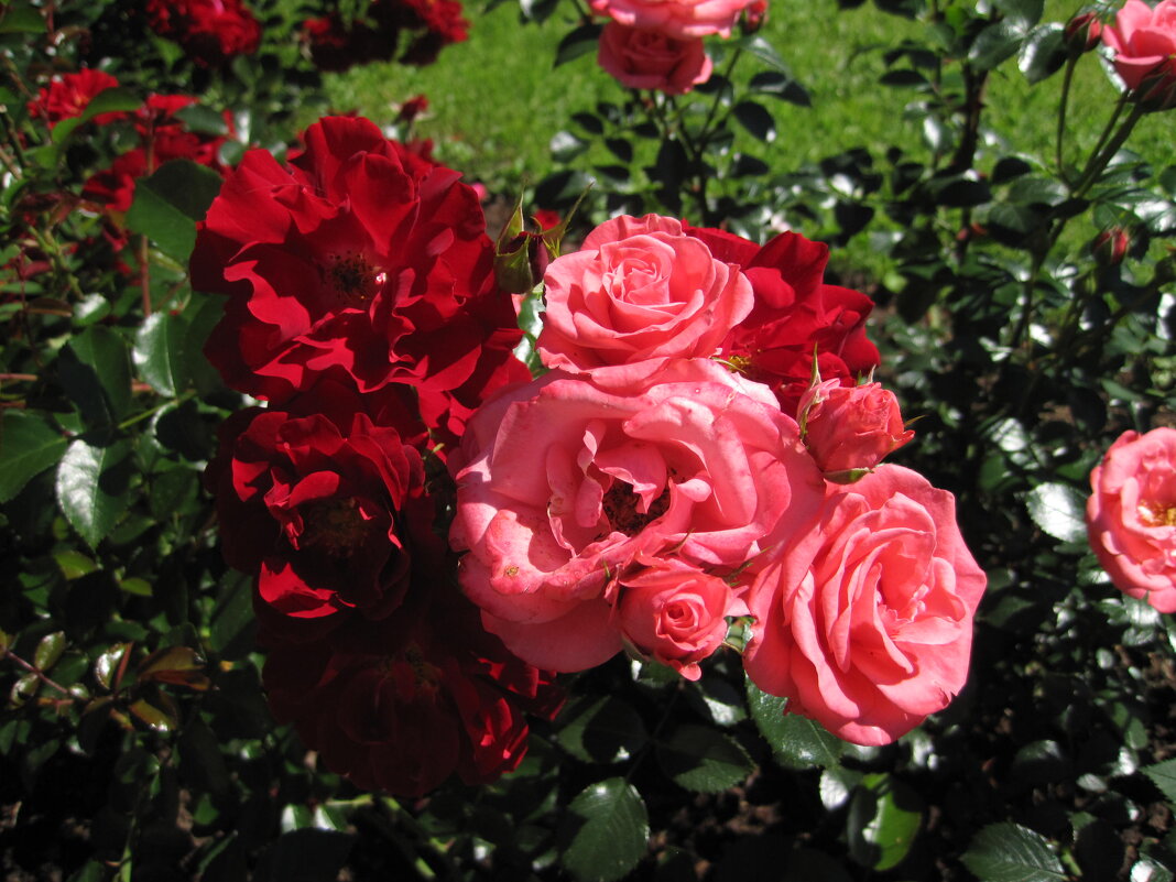Розы для Татьян - dli1953 