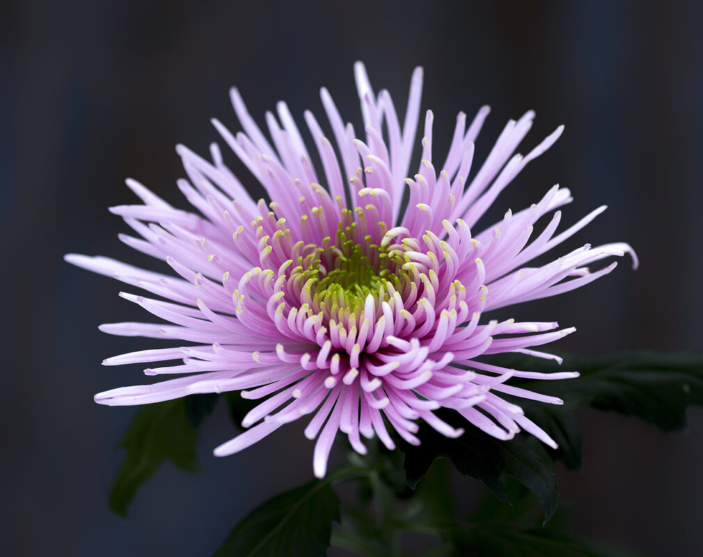 chrysanthemum - Zinovi Seniak