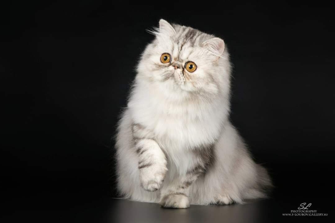 Персидский котенок - Алёна М