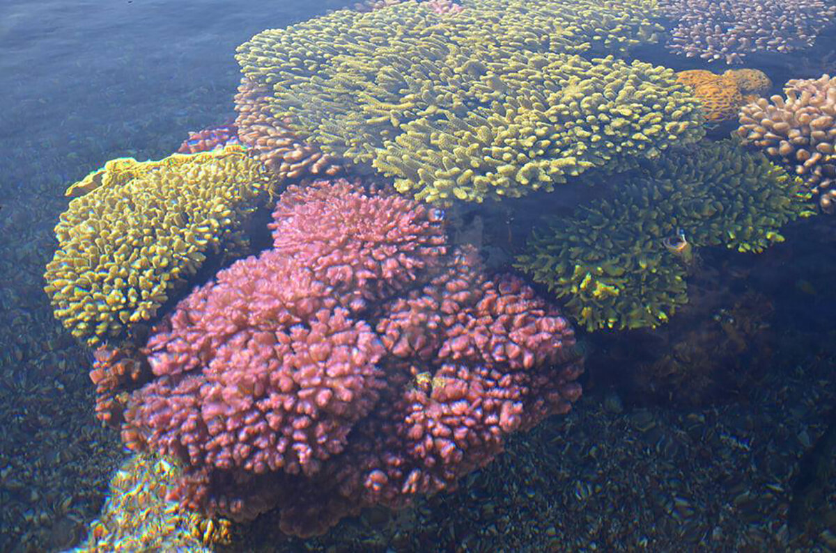 Кораллы Красного моря - Ольга 