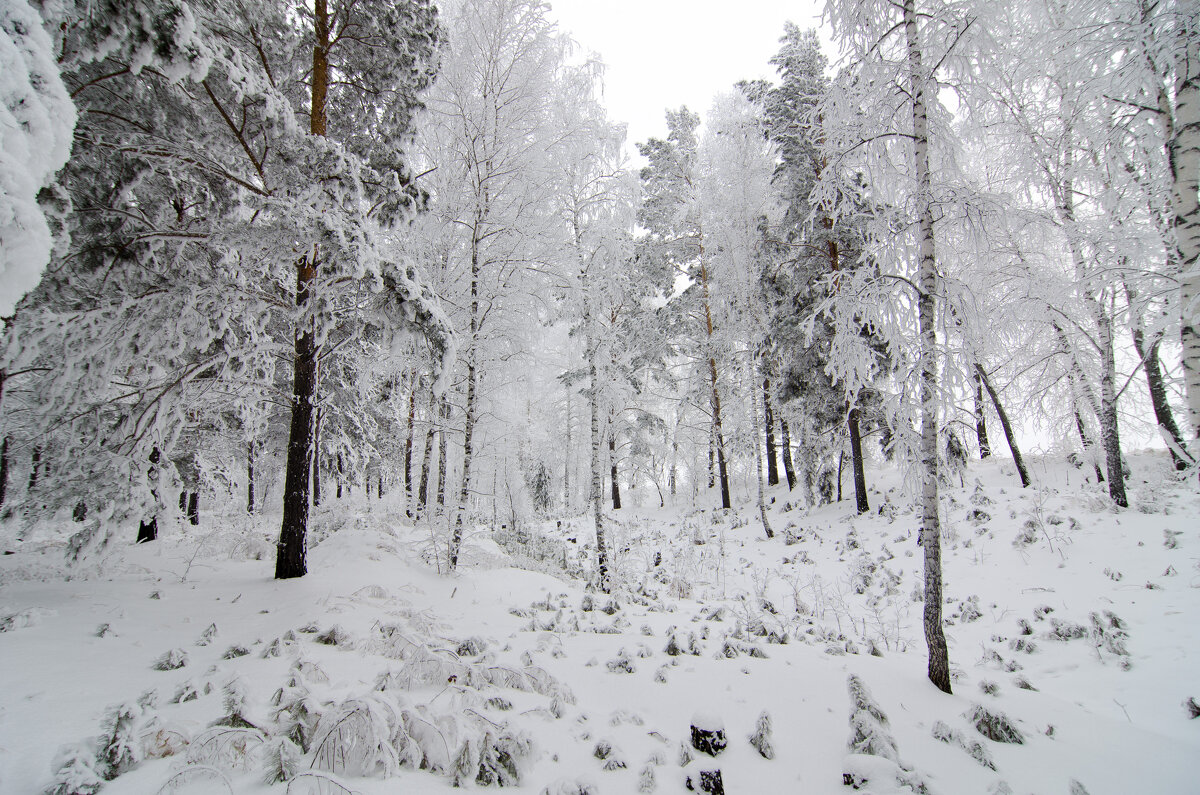 Деревья под снегом. - Вадим Басов