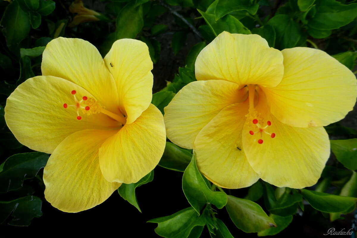 Hibiscus brackenridgei - цветок штата Гавайи - Raduzka (Надежда Веркина)