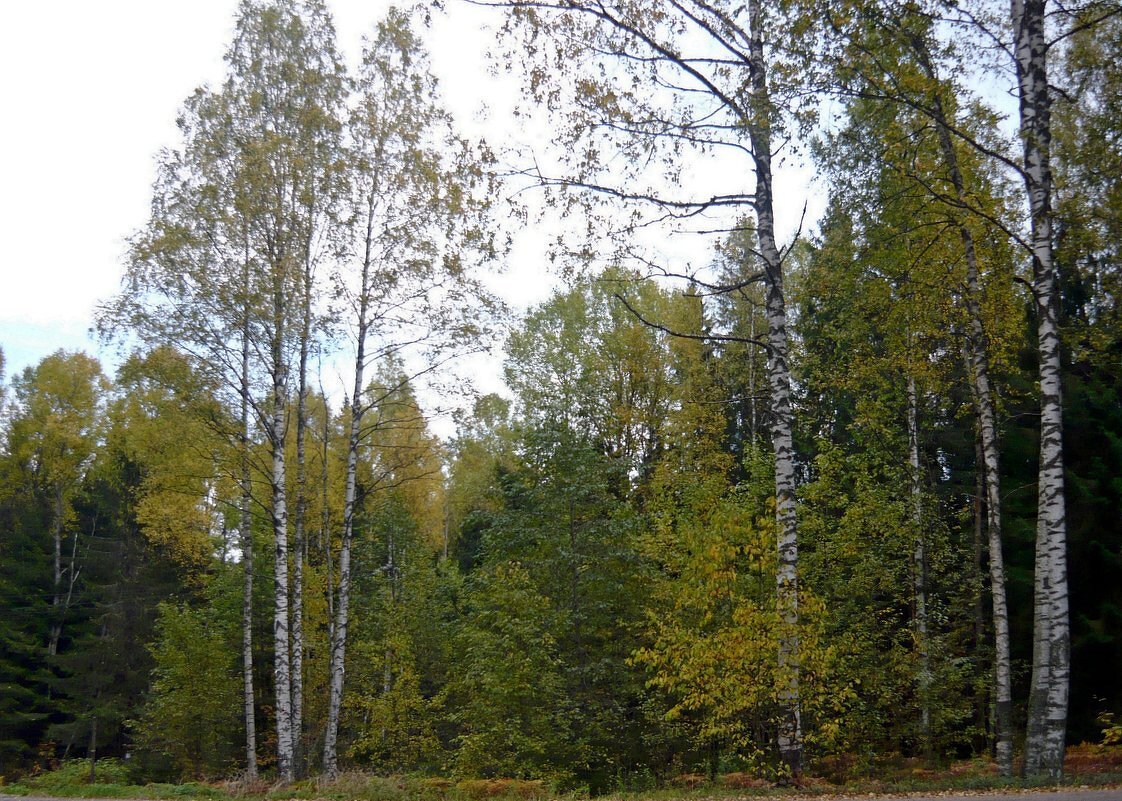В осеннем лесу - Вера Щукина