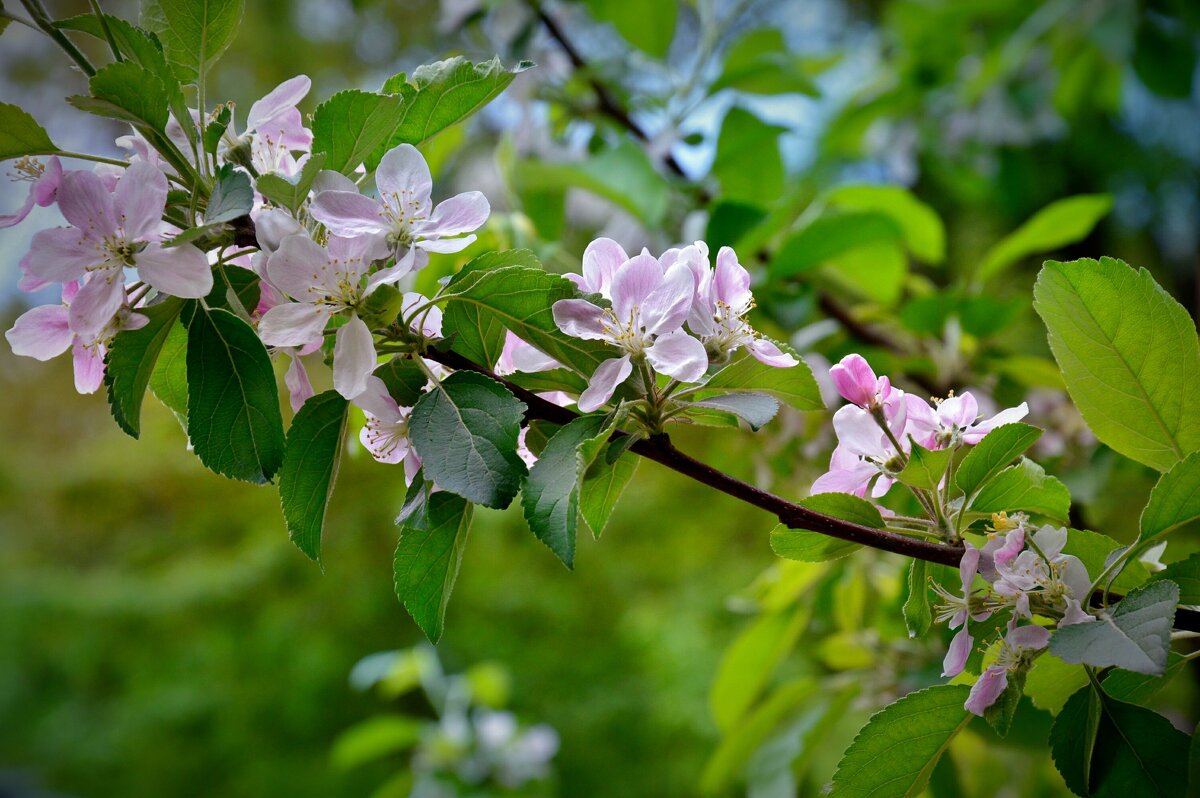 Цвет яблони - Наталия Лыкова