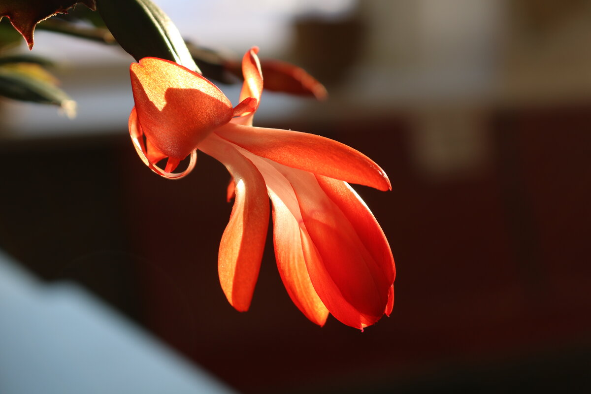 Цветок декабриста - Ольга 
