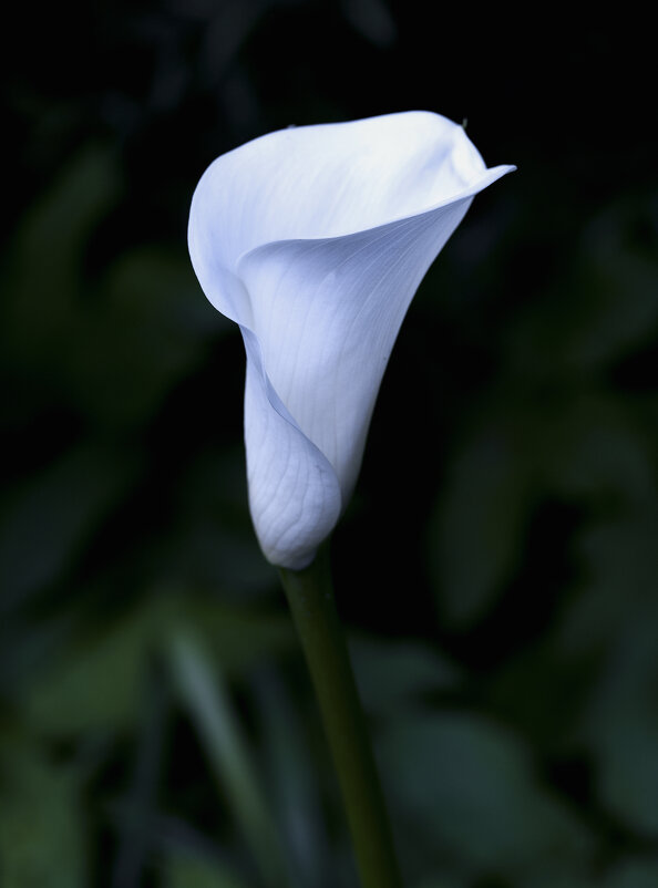 calla - Zinovi Seniak