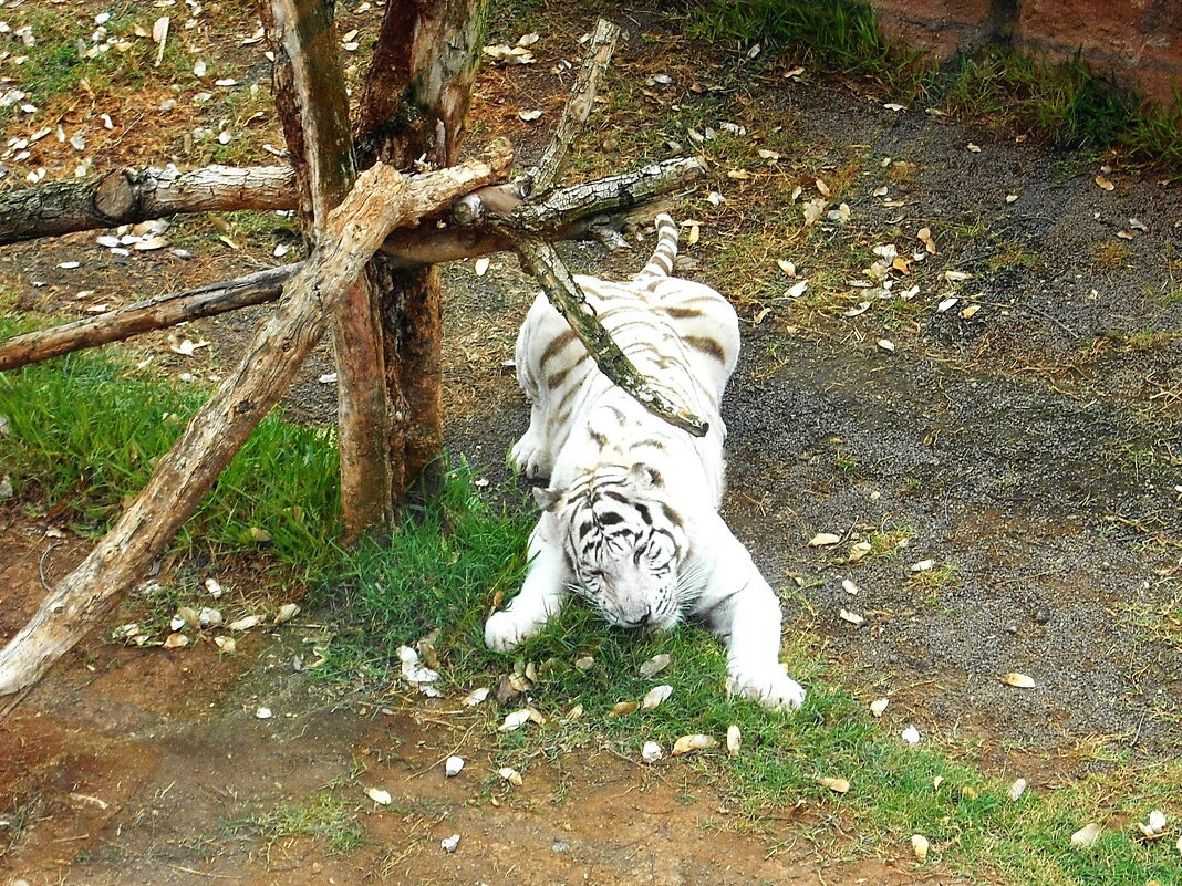 Белый тигр парка Джунглей. - Лия ☼