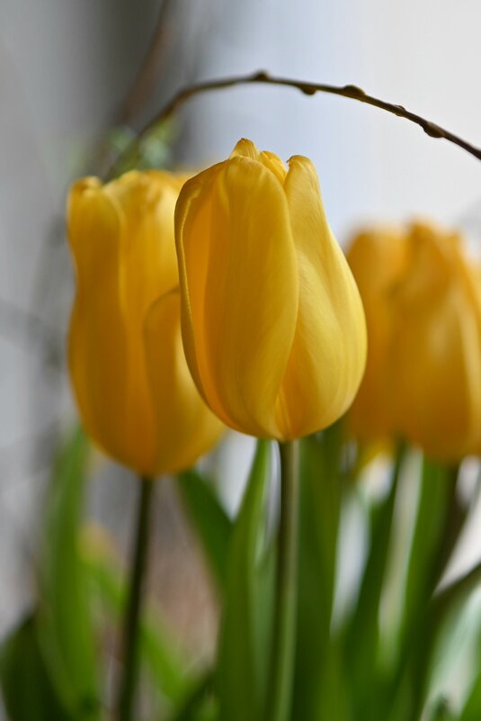 Желтые тюльпаны - Лидия Тильчак