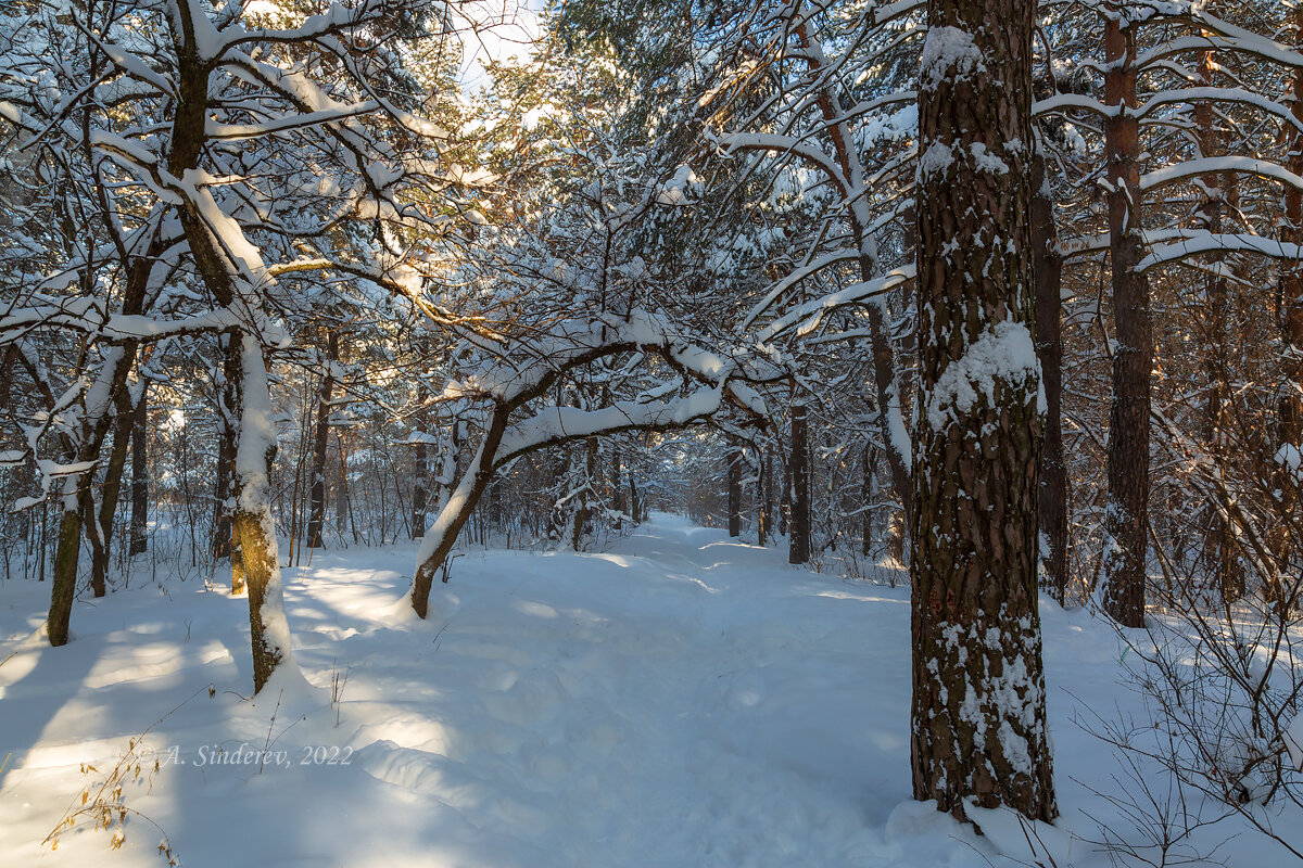 Зимний пейзаж с заснеженными деревьями - Александр Синдерёв