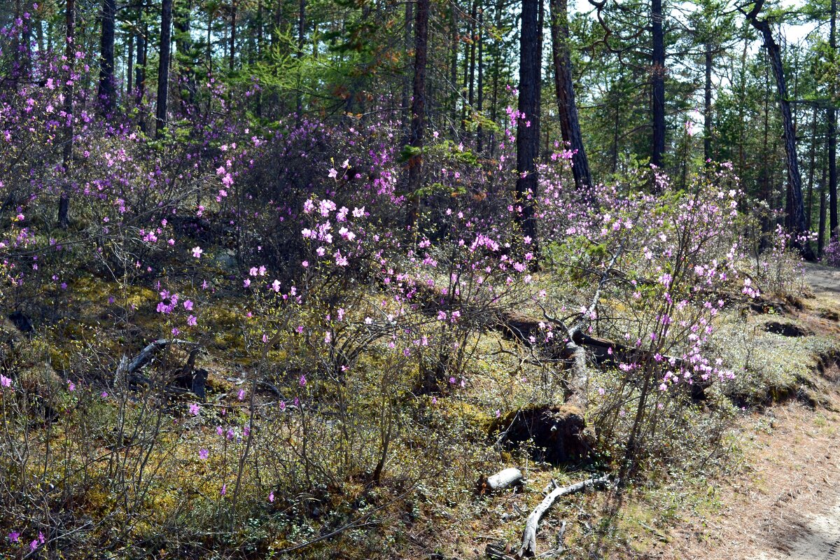 Рододендрон в лесу - Ольга 