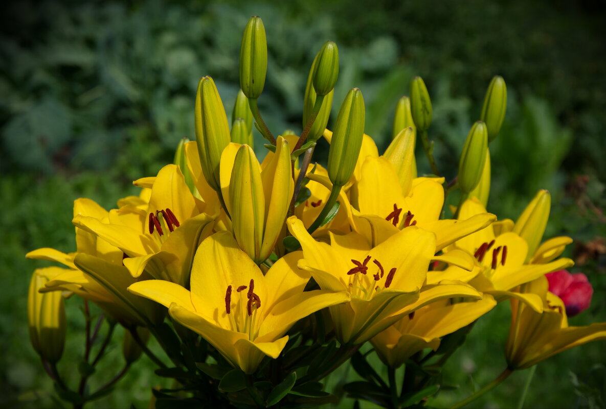 Солнечные лилии - lady v.ekaterina