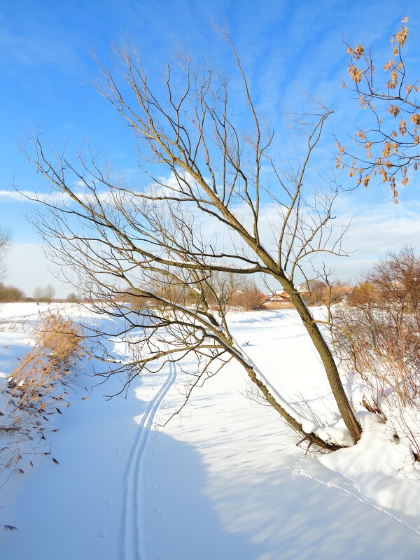 Лыжня на замёрзшей реке - Андрей Снегерёв
