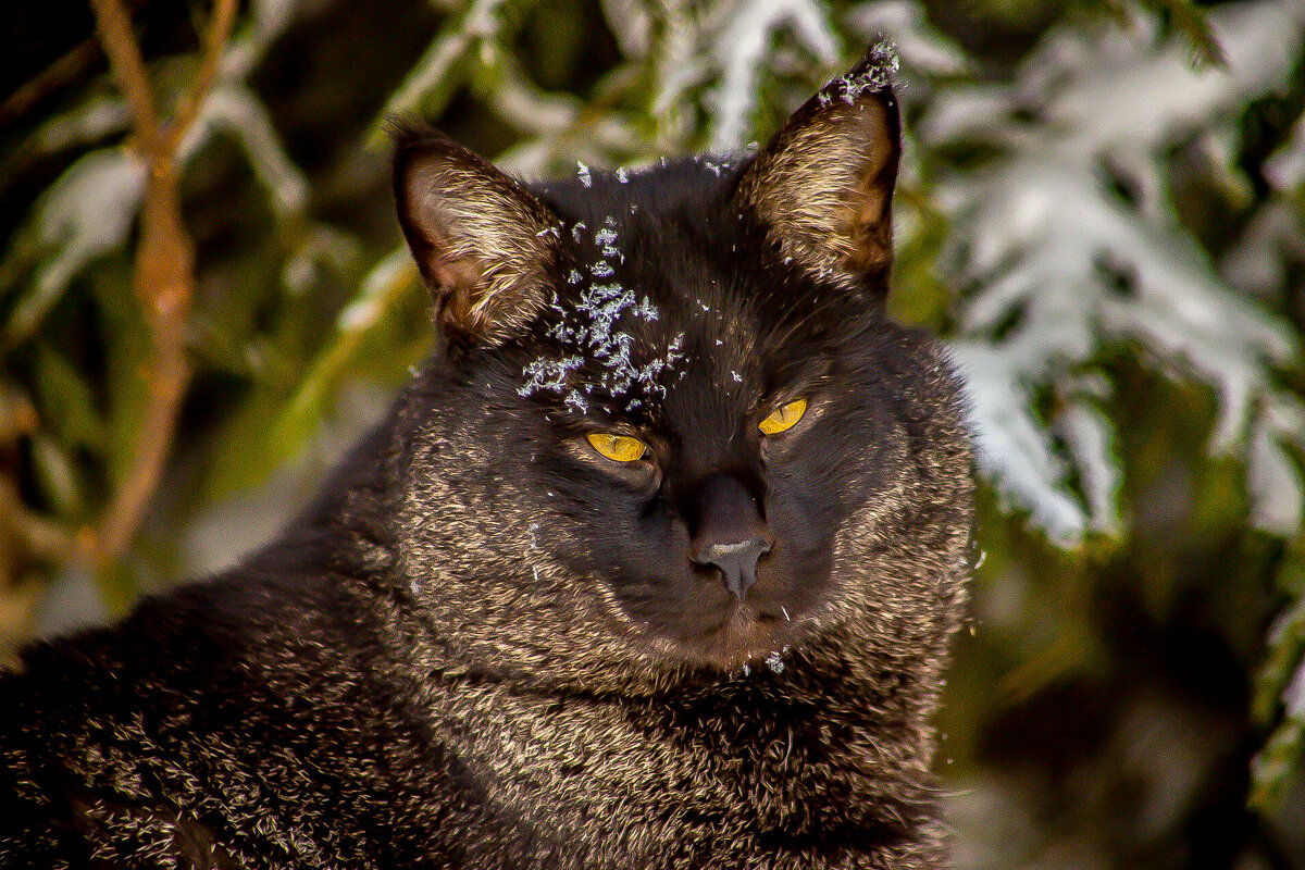 кот - аркадий 