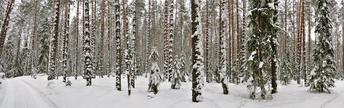 Панорама зимнего леса - Ольга Митрофанова