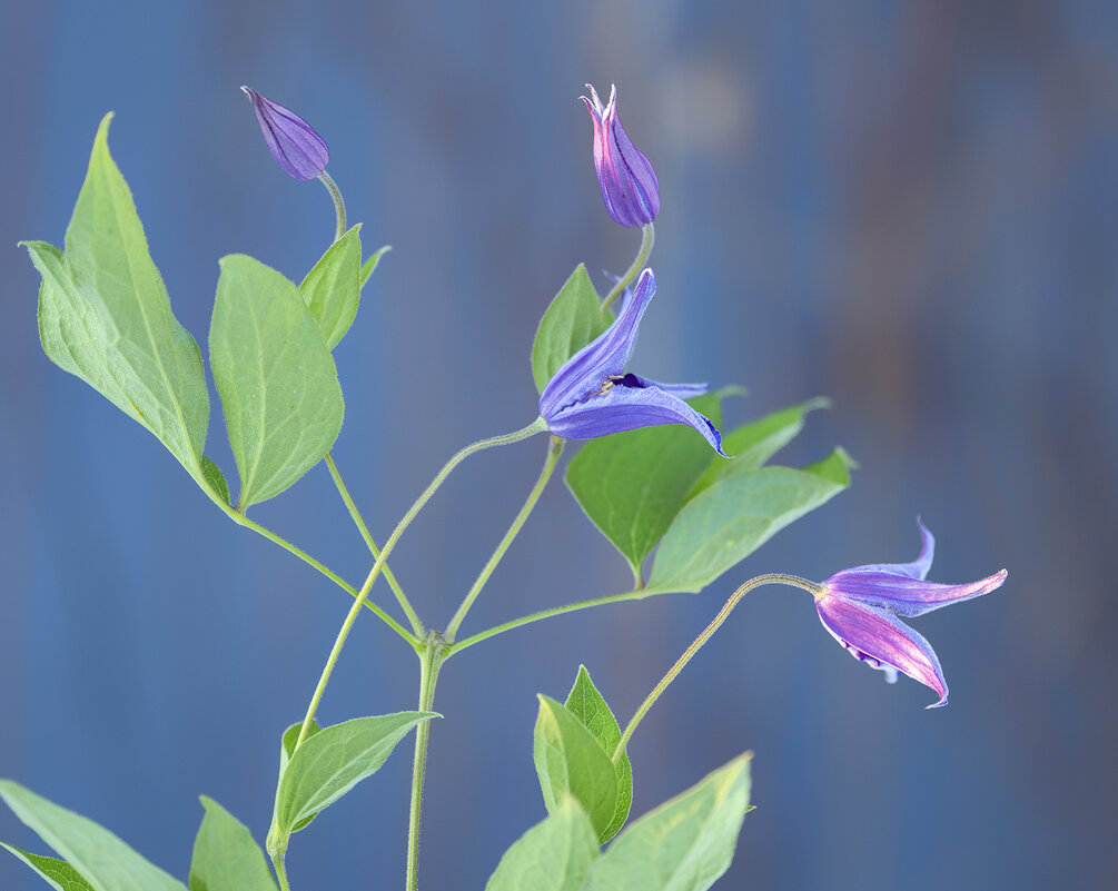 clematis - Zinovi Seniak