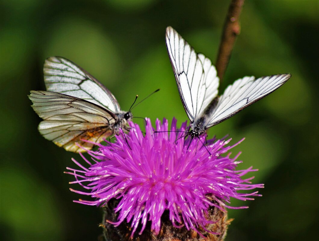 Бабочки на маральем корне - Сергей Чиняев 