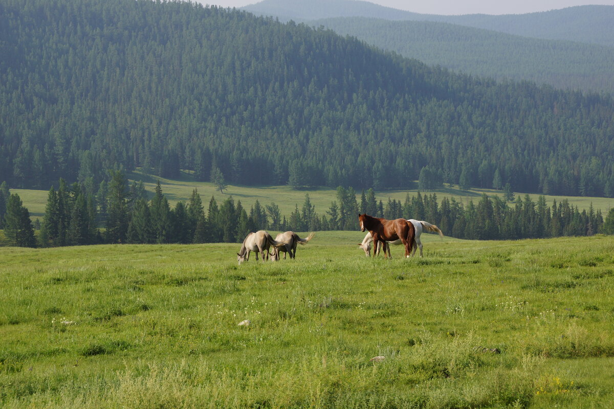 Алтайские лошадки - Наталия Григорьева