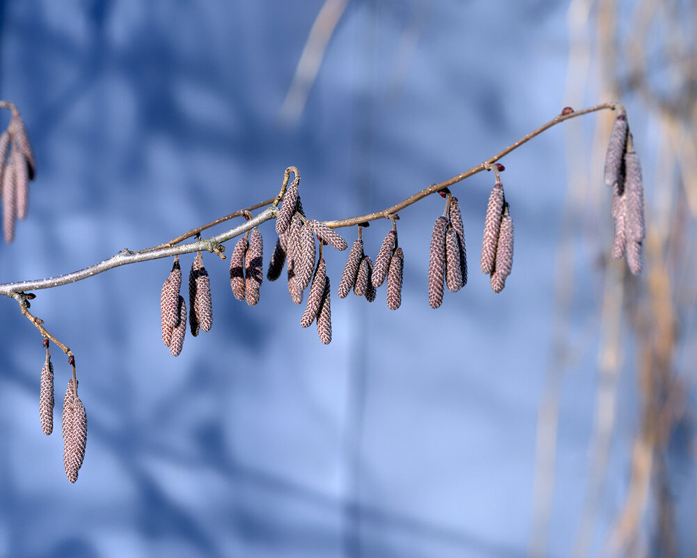 hazel catkins - Zinovi Seniak